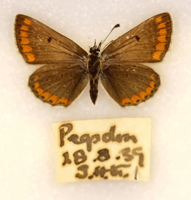 Brown argus (aberration pegsden 1939 british butterfly) (Internet Image property of respective owner, non-commercial use only)